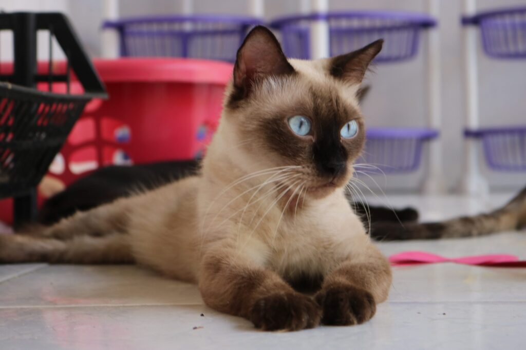 TROTE SOLIDÁRIO ARRECADA MAIS DE 2,3 TONELADAS DE RAÇÃO