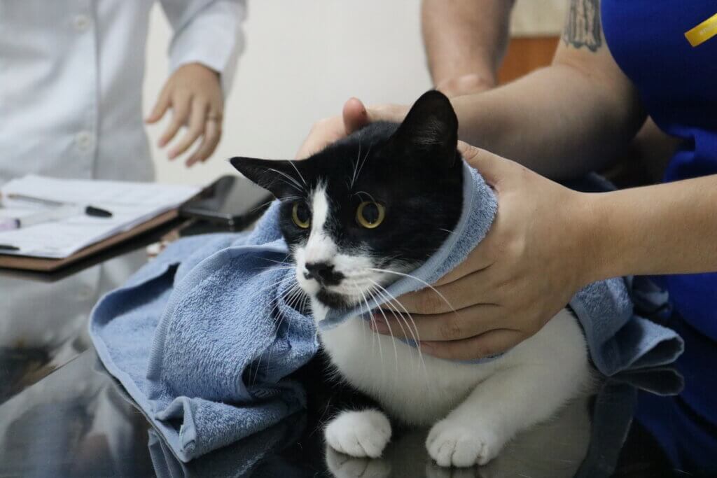 Março Amarelo Med Vet