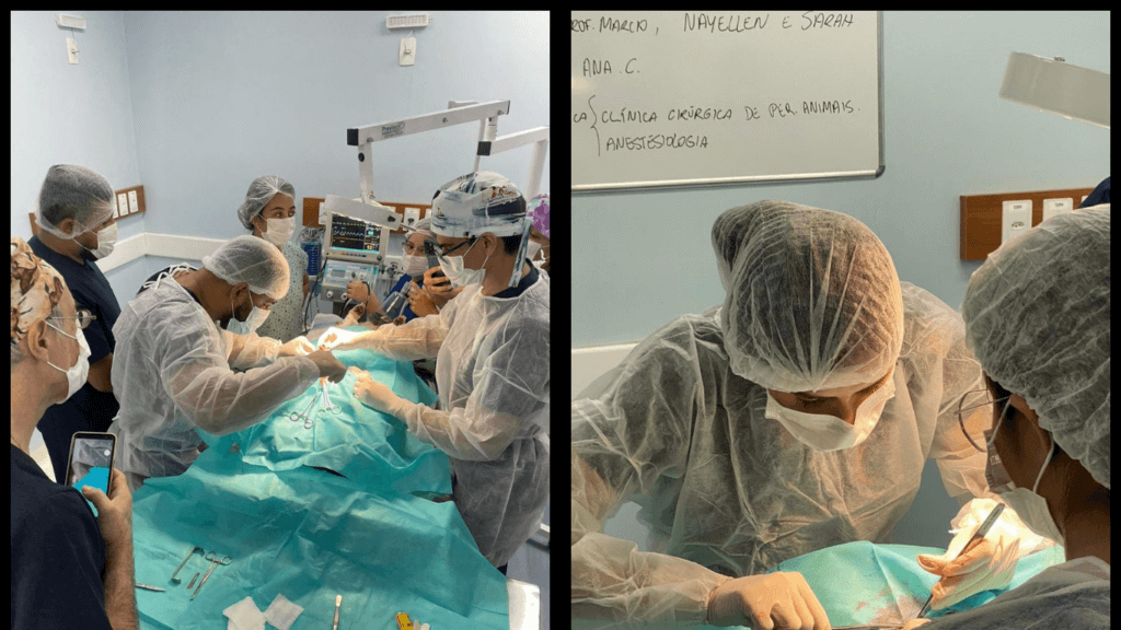 Medicina Veterinária na Fametro: Aula prática na CASA Fametro