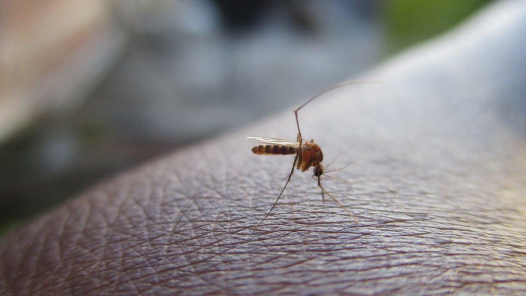 Fametro Bem-Estar: A importância da prevenção contínua contra a Dengue