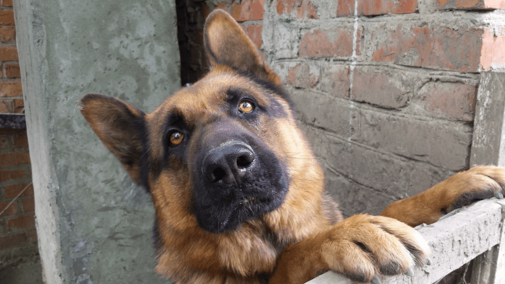 Casa Fametro realizou mais de 4mil atendimentos veterinários em 2024