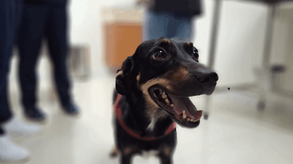 CASA Fametro promove vacinação gratuita contra a raiva no dia 19 de junho