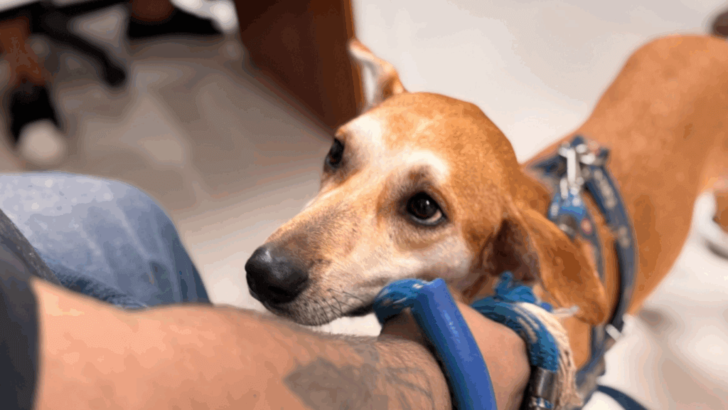 Aula prática, exames e atendimentos: veja como é a rotina dos alunos de Veterinária