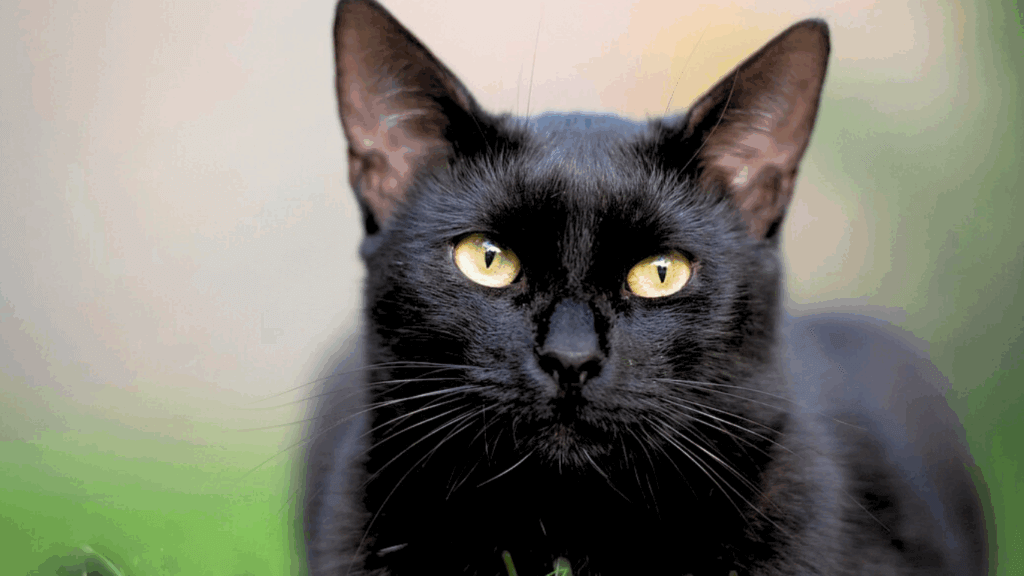 Sexta-feira 13 com carinho felino: CASA FAMETRO oferece combo especial para gatos pretos