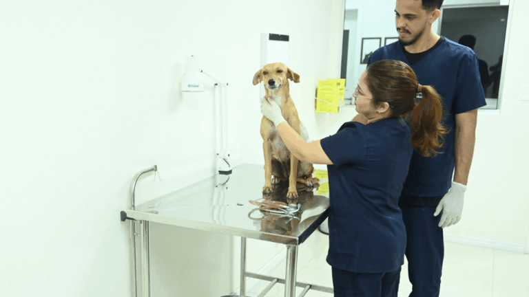 Casa Fametro realiza ação de vacinação para pets no dia 27 de agosto