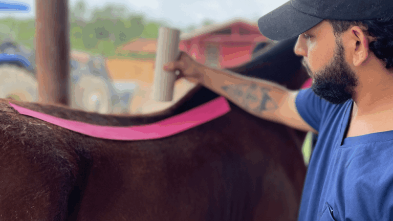 Alunos de Medicina Veterinária vivenciam práticas de terapias integrativas em grandes animais